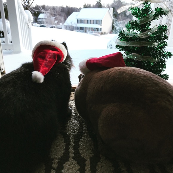 Meet your Posher, Prani - Picture 1 of 1